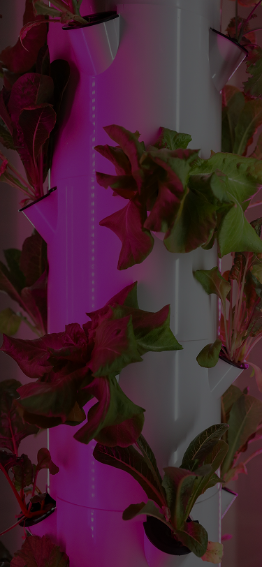 Sustainable Growth<br/>Through Light